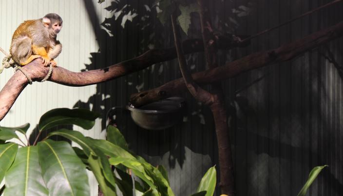 Bolivian Squirrel Monkey